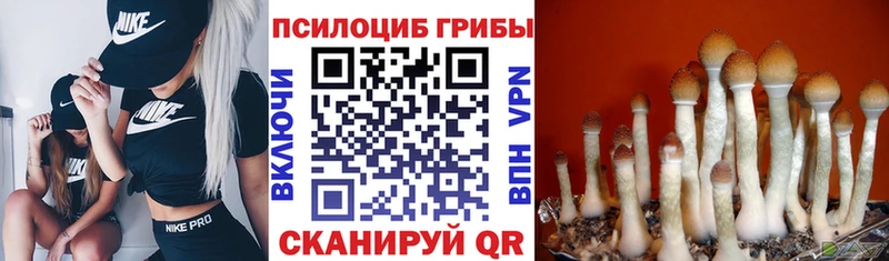 Галлюциногенные грибы прущие грибы  продажа наркотиков  Купино 